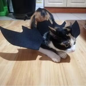 Sourpuss Pet Halloween Bat Costume Wings For Dog or Cat